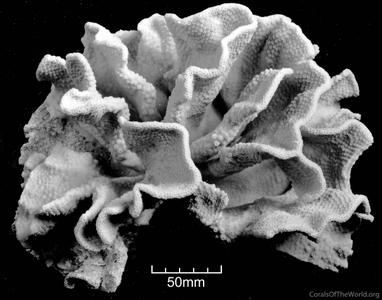 CotW: Turbinaria bifrons