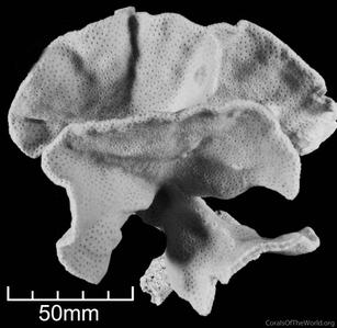 CotW preview: Turbinaria conspicua