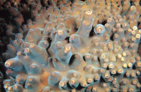 CotW preview: Turbinaria frondens