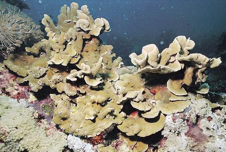 CotW preview: Turbinaria frondens