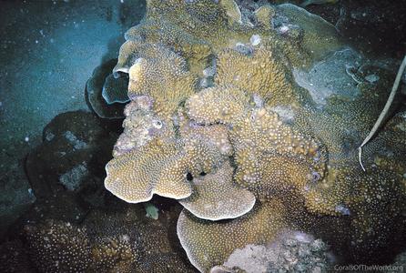 CotW: Turbinaria frondens
