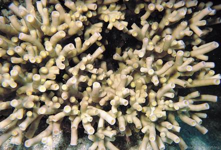 CotW preview: Turbinaria heronensis