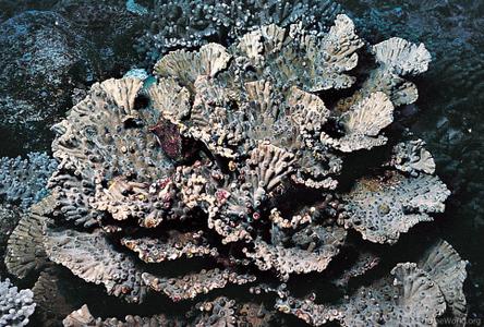 CotW: Turbinaria heronensis