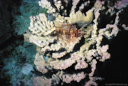 CotW: Turbinaria heronensis