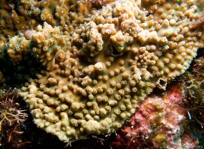 CotW: Turbinaria irregularis