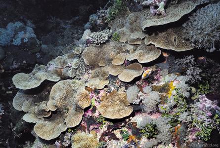 CotW: Turbinaria irregularis