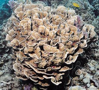 CotW preview: Turbinaria mesenterina