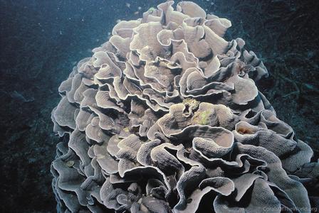 CotW: Turbinaria mesenterina