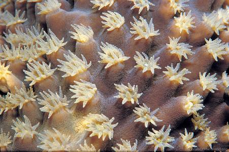 CotW: Turbinaria mesenterina