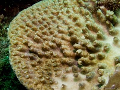 CotW: Turbinaria patula