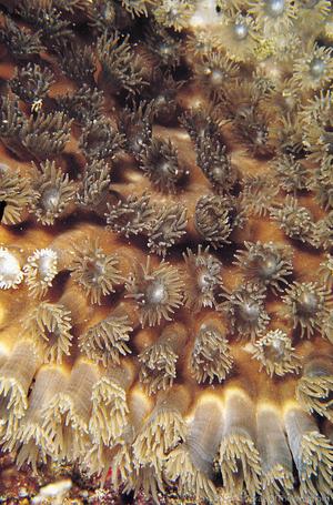 CotW: Turbinaria patula