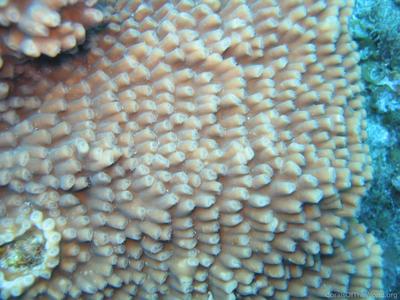 CotW: Turbinaria patula