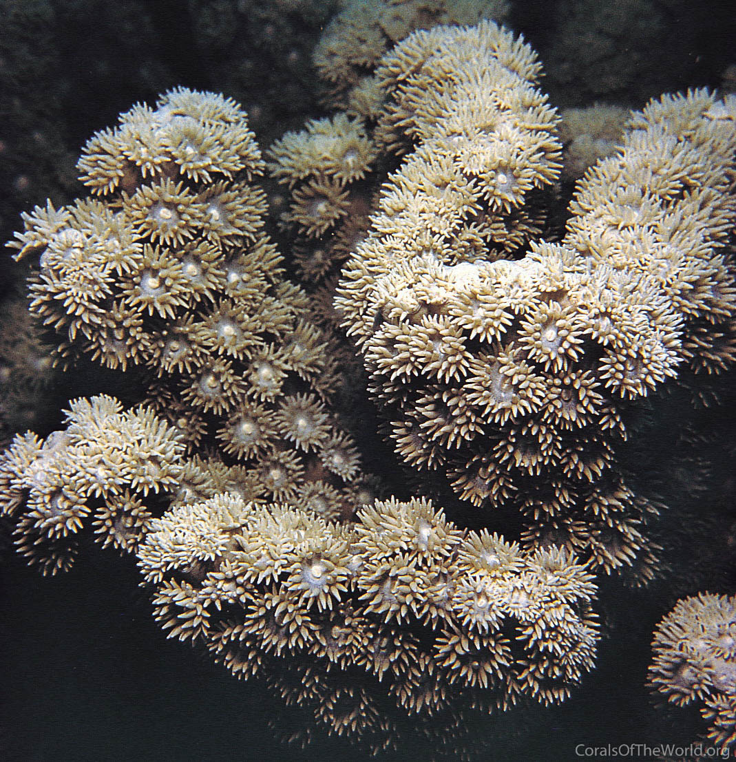 Turbinaria peltata