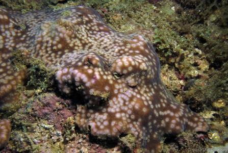 CotW: Turbinaria radicalis