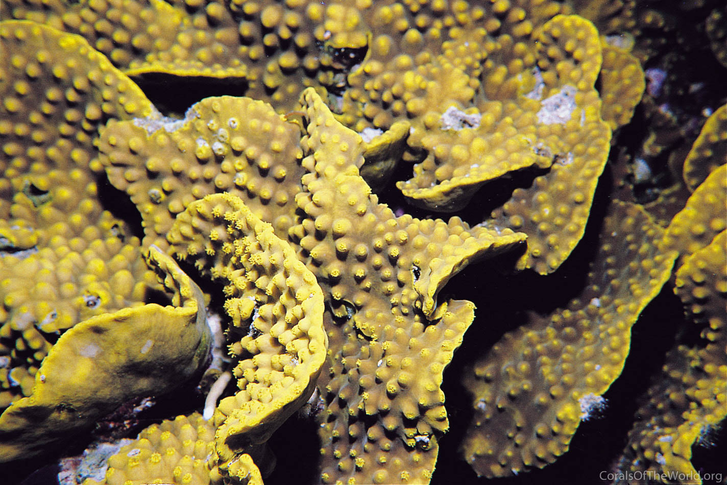 Image from Corals of the World: Turbinaria reniformis