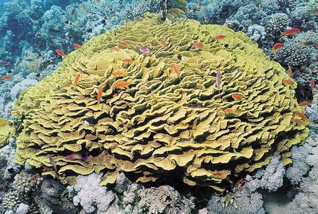 CotW preview: Turbinaria reniformis