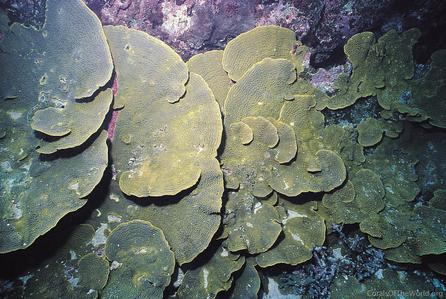 CotW: Turbinaria reniformis