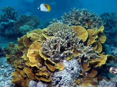 CotW: Turbinaria reniformis