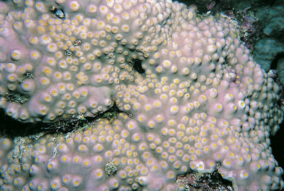 Image from Corals of the World: Turbinaria stellulata