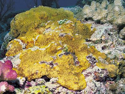 CotW: Turbinaria stellulata