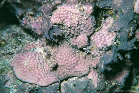 CotW: Turbinaria stellulata