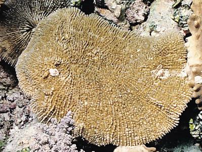 CotW: Zoopilus echinatus