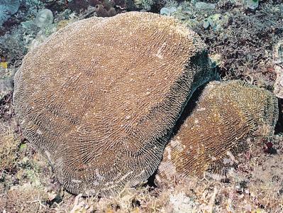 CotW: Zoopilus echinatus